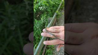Got snakes? Baby green racer.