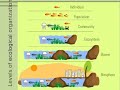 Exploring Levels of Ecology: From Species to Biomes