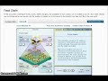 Food Chain Ecosystem Dynamics