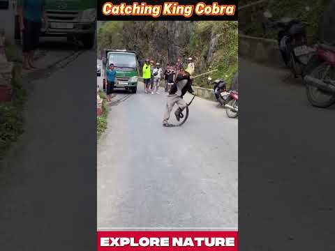 Man catches cobra crossing the road and the result