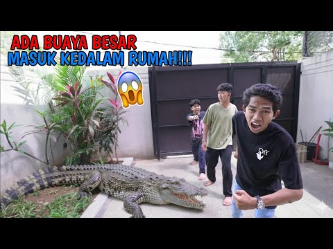 Waduh! Buaya Gigas Masuk Kerumah Saputra?? | Mikael Family