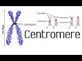 Chromosome Structure and Function Concepts