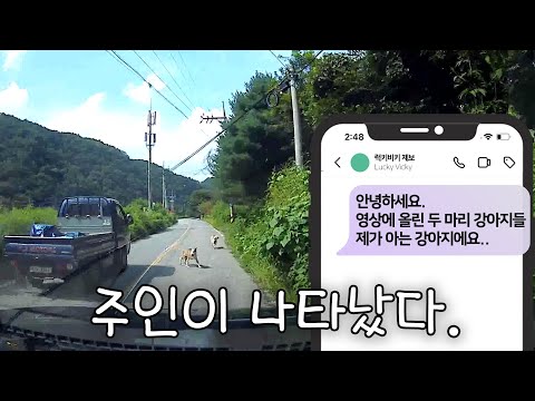 (4편) 길에서 유기견을 주웠다.. 난 고양이 집사인데..