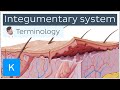Exploring Integumentary System Anatomy