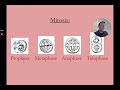Mitosis vs Meiosis: Key Concepts and Differences