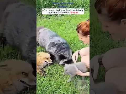 Women rescued a fox cub and gave it new home🥰😘#animals #shorts #love #viralvideo #viralshorts #short