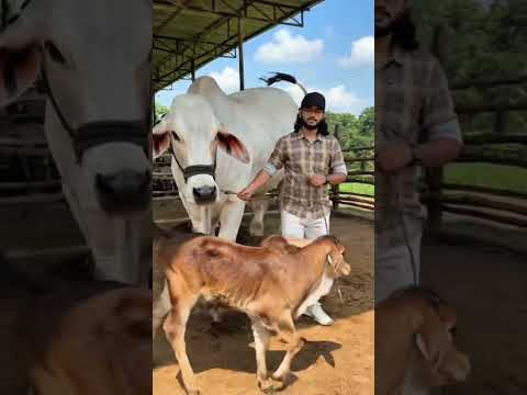 আমার খামারের সুন্দর সাদা গরু 🐄🤍🌿 Healthy White Cow From My Farm 🌿