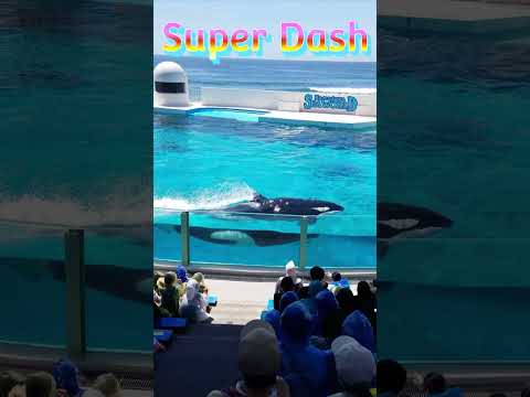 シャチ早っ!(^^)!何キロ出てるんだろ❓ #Shorts #鴨川シーワールド #鴨シー  #kamogawaseaworld #killerwhale #orca #シャチ #水族館