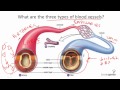 Circulatory System Blood Vessels