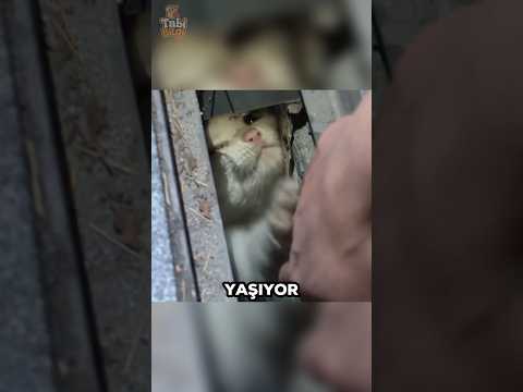 Bu Kedi Mazgalda Sıkışmıştı 😿