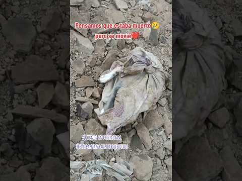 el saquito con patas 😔💔 - creditos: esperanzaparacallejerito en tk