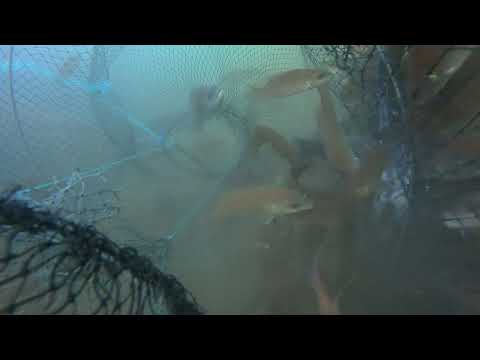 Amazing fish trap. Real underwater full video.A lot of fish came into the trap