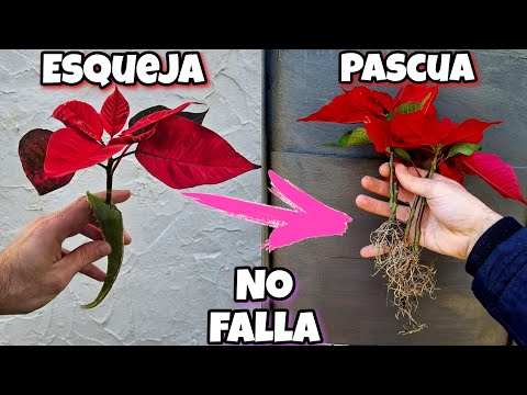 ENRAIZA MILES de Flores de Pascua o Poinsettias sin raíz Con el enraizante para plantas de aloe vera