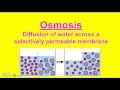 Passive vs. Active Transport Explained