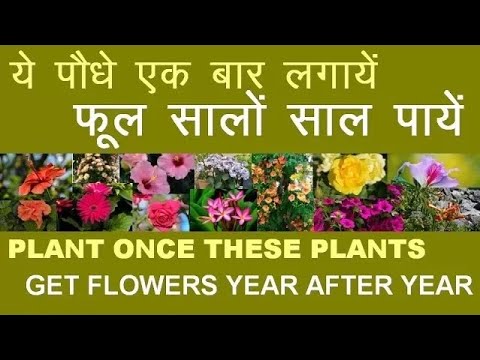 ये पौधे एक बार लगाएं और फूल सालों साल पाएं Plant once and get Flowers year after year