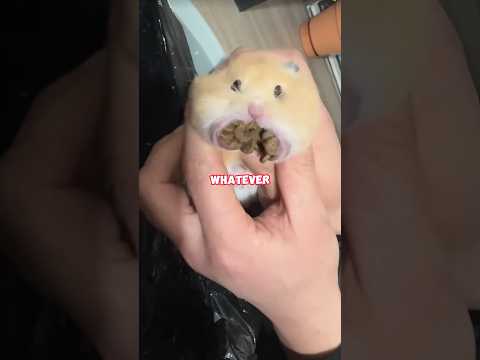 Hamster’s revenge.#animals #cute #hamsters #funny #pets #interesting #shortvideo #shorts #fyp