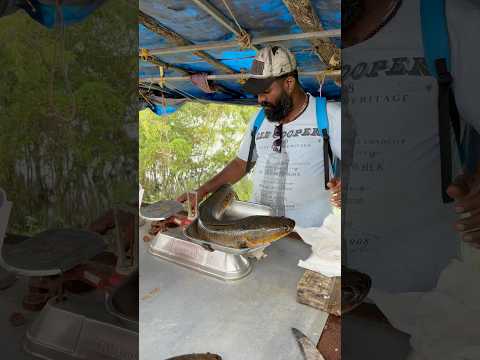 ഇതിനെ വിറ്റാൽ എത്രകിട്ടും | #shorts #fishing #trending