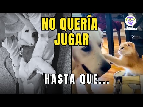 Gata le Enseña a Jugar a Este Perro de Servicio