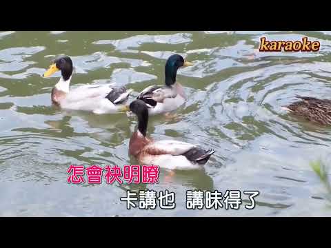 鳳飛飛 想要彈同調karaokeKTV 伴奏 左伴右唱 karaoke 卡拉OK 伴唱 instrumental鳳飛飛 想要彈同調karaoke