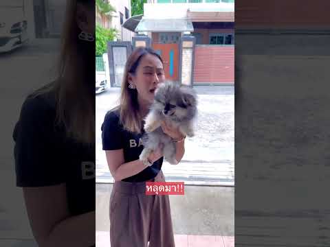 หมาข้างบ้าน กับป้าข้างบ้าน ตอนที่4 ส่งจิ๋วมาล่อซื่อ