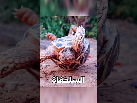 حيوانات تسبّبت في موتها بنفسها☠️