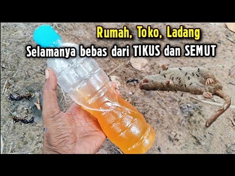 Buruan buat Ramuan ampuh seperti ini, Selamanya Rumah,toko,Ladang bebas dari Tikus dan Semut