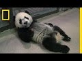 Training and Care of Beibei the Panda