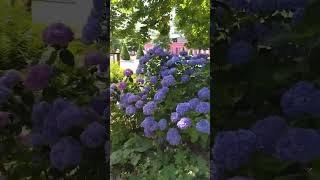 Summer in Bad Nauheim