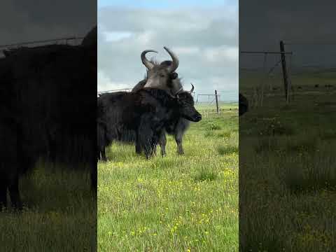 Tibetan wild yak.