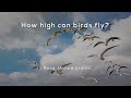 Bird Flight and Behavior Concepts