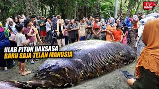 Geger di Sulawesi!! Seorang Warga Ditemukan Ditelan Hidup-Hidup Ular Piton Raksasa Saat di Hutan