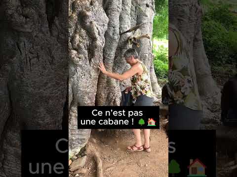 Ils vivent à l’intérieur d’un arbre géant… Et ce n’est pas une cabane ! 🌳🏠