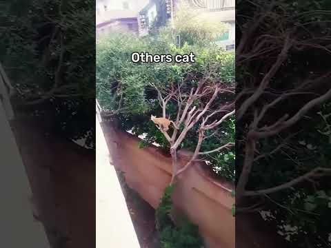 other's cat vs my cat #cat