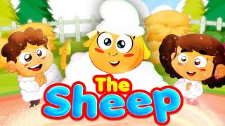 The Sheep - Toyor Baby English