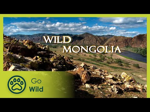 YouTube video thumbnail: Wild Mongolia - Go Wild