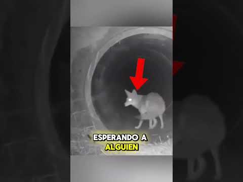 ¡Increíble amistad entre un coyote y un tejón!