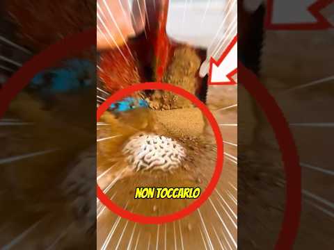Qualcosa è uscito da sotto terra! 😲‼️