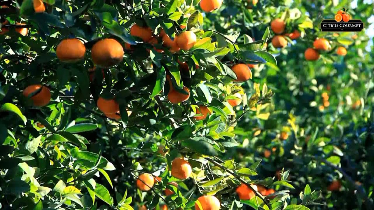 Video de empresa de Citrus Gourmet