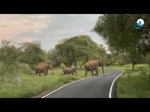 Wild Elephants Crossing the Road | Big Elephants On Road | Vega Nova