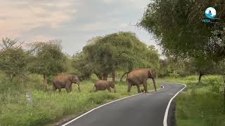 Wild Elephants Crossing the Road | Big Elephants On Road | Vega Nova