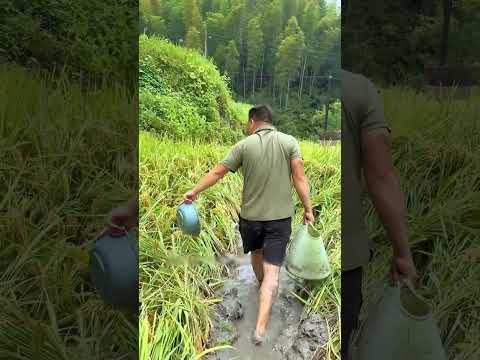 ধানক্ষেত থেকে কালারফুল মাছ গুলো ধরে রেখে দিলাম খাঁচাতে #yt #ytshots