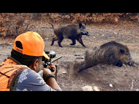 GIANT MONSTER BOAR HUNTS: Incredible SHOTS, Breathtaking DRONE Chase!