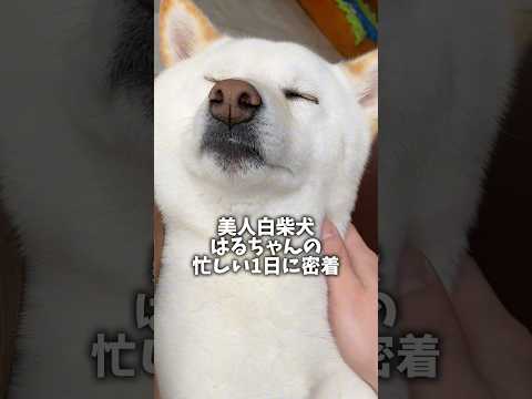 忙しい柴犬の1日ってこんな感じ🥰 #shorts #柴犬 #犬 #dog