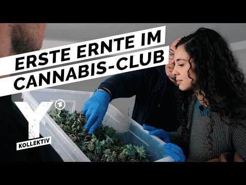 Cannabis Social Club: Einfach legal Kiffen? | Y-Kollektiv