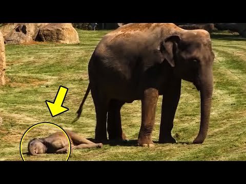 Baby Elephant Couldn't Wake Up. What Its Mum Did Next Will Leave You Speechless!
