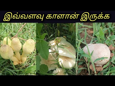 நேத்து பெய்ச்ச மழையில இன்னைக்கு முளைச்சா காளான்