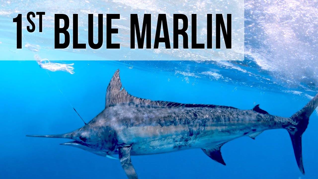 Caught My FIRST Blue Marlin