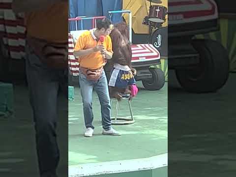 Orangutan Puts Crotch Towel in Man's Face (As a Joke) (Please Read Description)