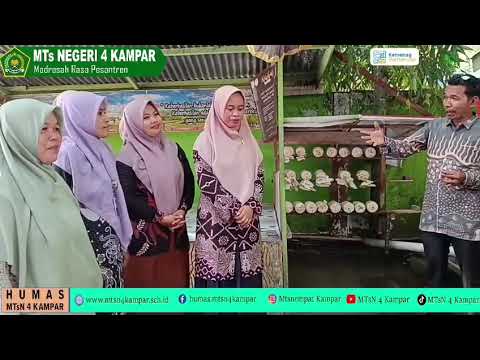 Budidaya jamur Tiram  MTsN 4 KamparSudah panen ke-