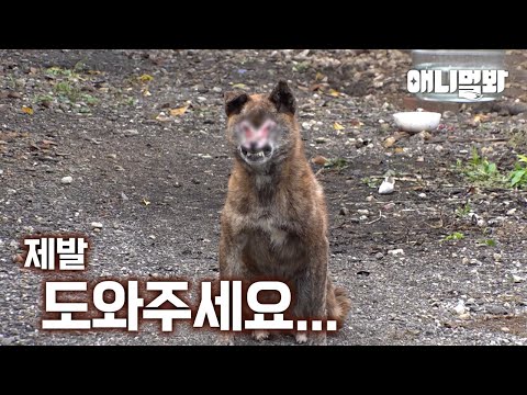 마을에 출몰한 좀.비.개의 가슴 아픈 진실…ㅣSad Truth Behind Zombie Dog…